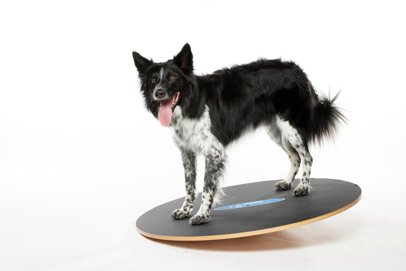 FitPaws Wobble Board, Dog Balance Training Platform Size 36