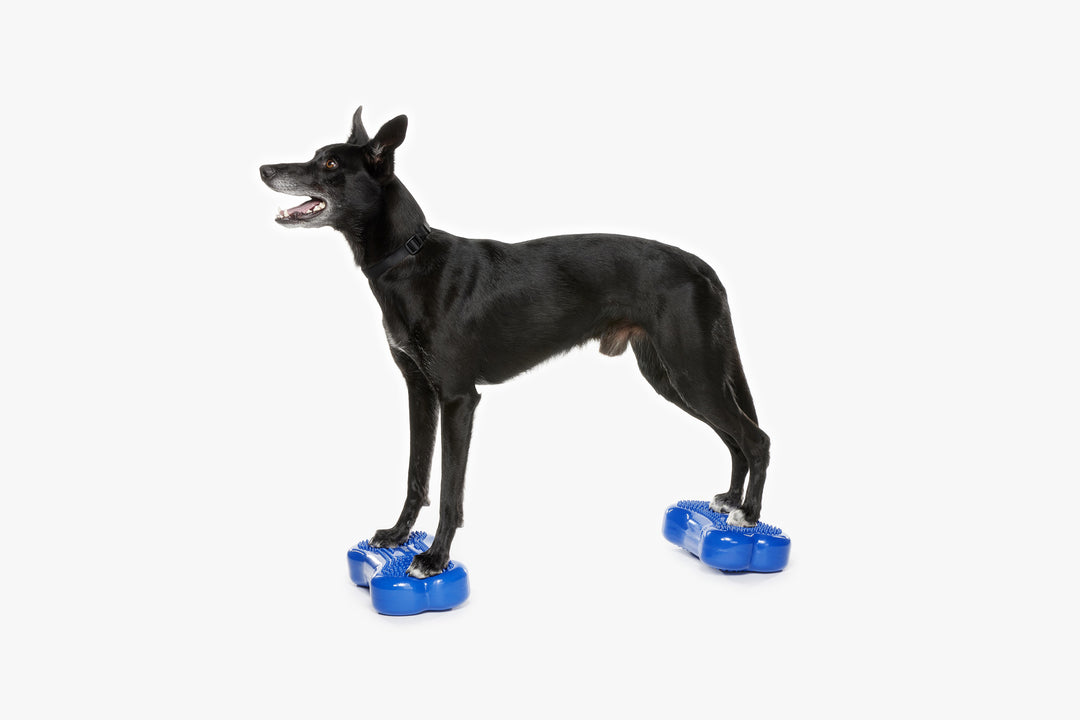 Mini K9FITbone Balance Training Platform (Set of 2) – FitPaws