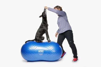 FitPaws Trax Peanut Dog Training Platform Blue 60cm