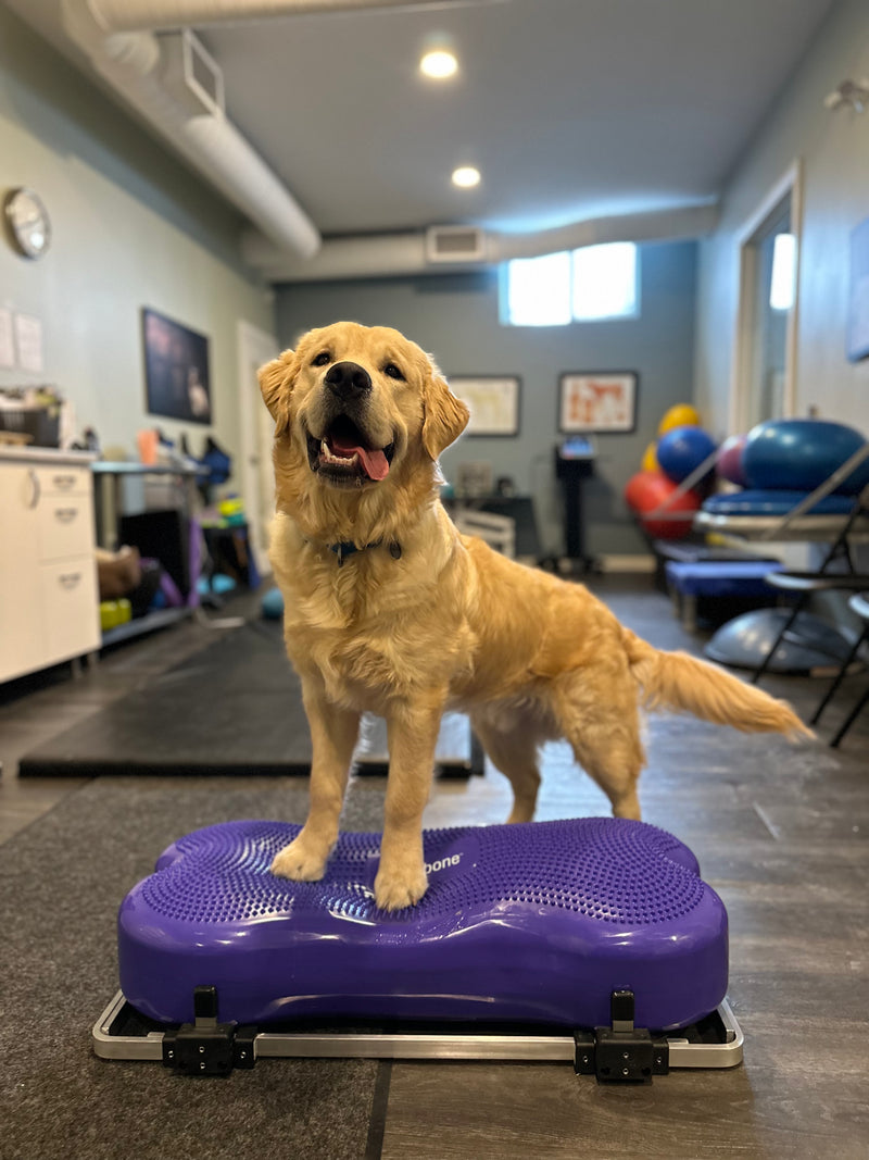 Fitpaws Product Stabilizer, Adaptor & Giant K9FitBone Bundle – FitPaws