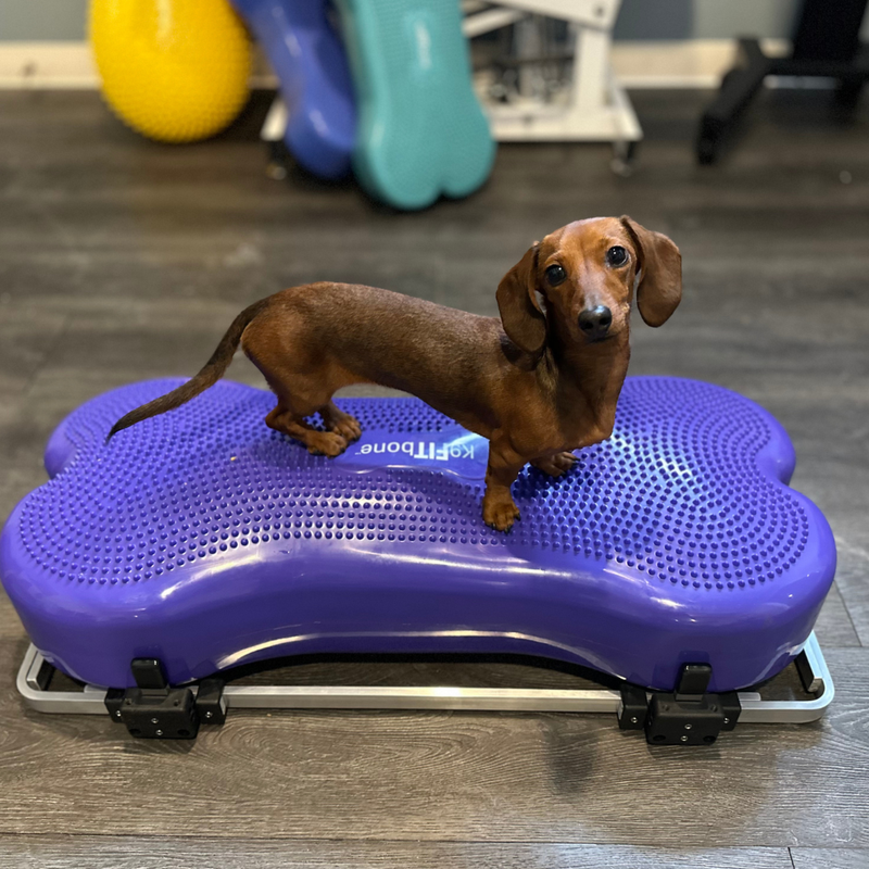 Fitpaws Product Stabilizer, Adaptor & Giant K9FitBone Bundle – FitPaws