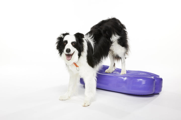Regular K9FITbone Dog Balance Training Platform – FitPaws