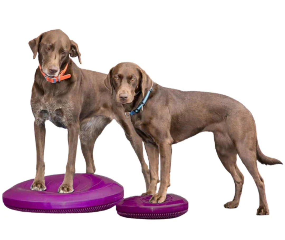 Balance it canine hot sale